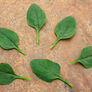 Riverside, (F1) Spinach Seeds - Packet thumbnail number null